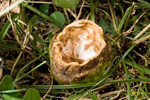 Il picchio e le noci